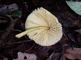 Leucocoprinus brunneoluteus image