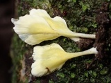 Cotylidia aurantiaca image