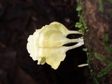 Cotylidia aurantiaca image