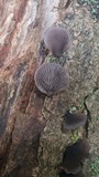 Resupinatus applicatus image