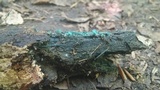 Chlorociboria aeruginascens image