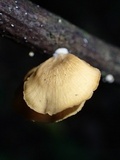 Polyporus grammocephalus image