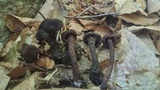 Inocybe tahquamenonensis image
