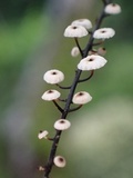 Marasmius multiceps image