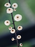 Marasmius multiceps image