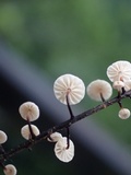 Marasmius multiceps image