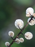 Marasmius multiceps image