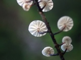 Marasmius multiceps image