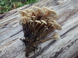 Flammulina populicola image