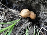 Pholiota squarrosa image