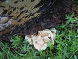 Pleurotus populinus image