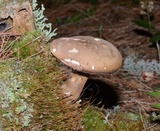 Tylopilus felleus image