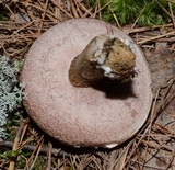Tylopilus felleus image