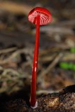Mycena viscidocruenta image