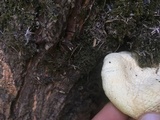 Volvariella bombycina image