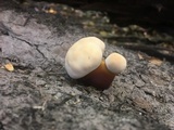 Ganoderma polychromum image