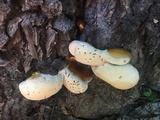 Ganoderma polychromum image