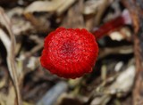 Mycena viscidocruenta image