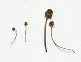 Xeromphalina picta image