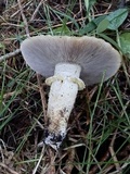Stropharia coronilla image