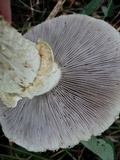Stropharia coronilla image