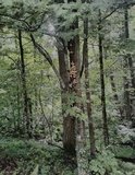 Pholiota squarrosoides image