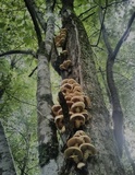 Pholiota squarrosoides image