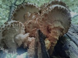 Pholiota squarrosoides image