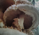 Pholiota squarrosoides image