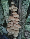 Pholiota squarrosoides image