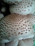 Pholiota squarrosoides image