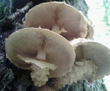 Pholiota squarrosoides image