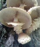 Pholiota squarrosoides image