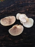 Crepidotus mollis image