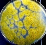 Aspergillus flavus image
