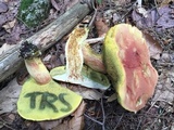 Boletus miniato-olivaceus image