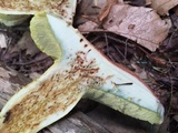 Boletus miniato-olivaceus image