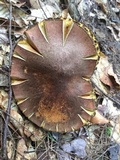Boletus chrysenteron image