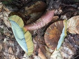 Boletus chrysenteron image