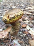 Boletus chrysenteron image