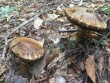 Boletus chrysenteron image