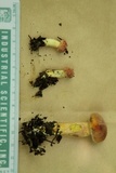Lanmaoa pseudosensibilis image