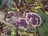 Earliella scabrosa image