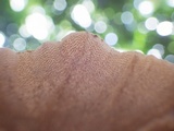 Earliella scabrosa image