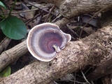 Microporus affinis image