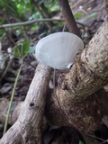 Microporus affinis image