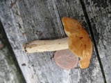 Cuphophyllus pratensis image