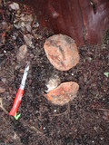 Leccinum manzanitae image