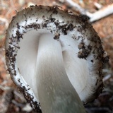 Amanita cylindrispora image