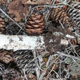 Amanita cylindrispora image